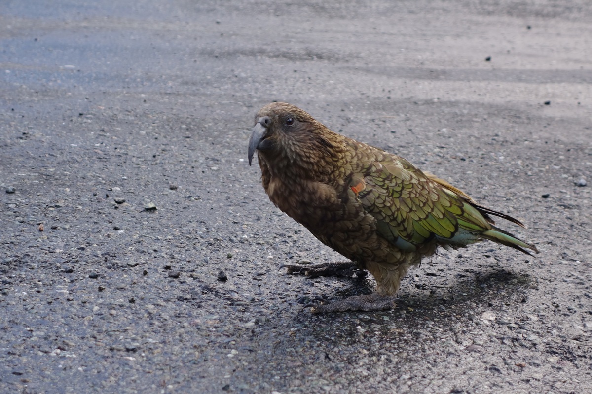 Le kea, unique perroquet des montagnes